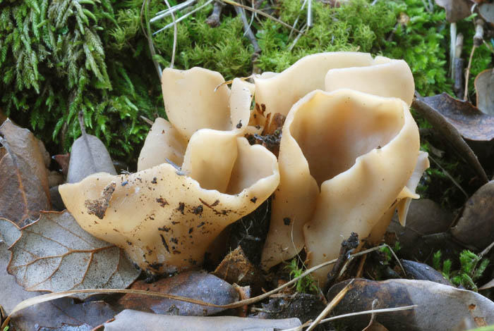 Peziza sp. .. da determinare